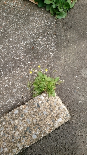 「道端の花」_a0075684_09045134.jpg