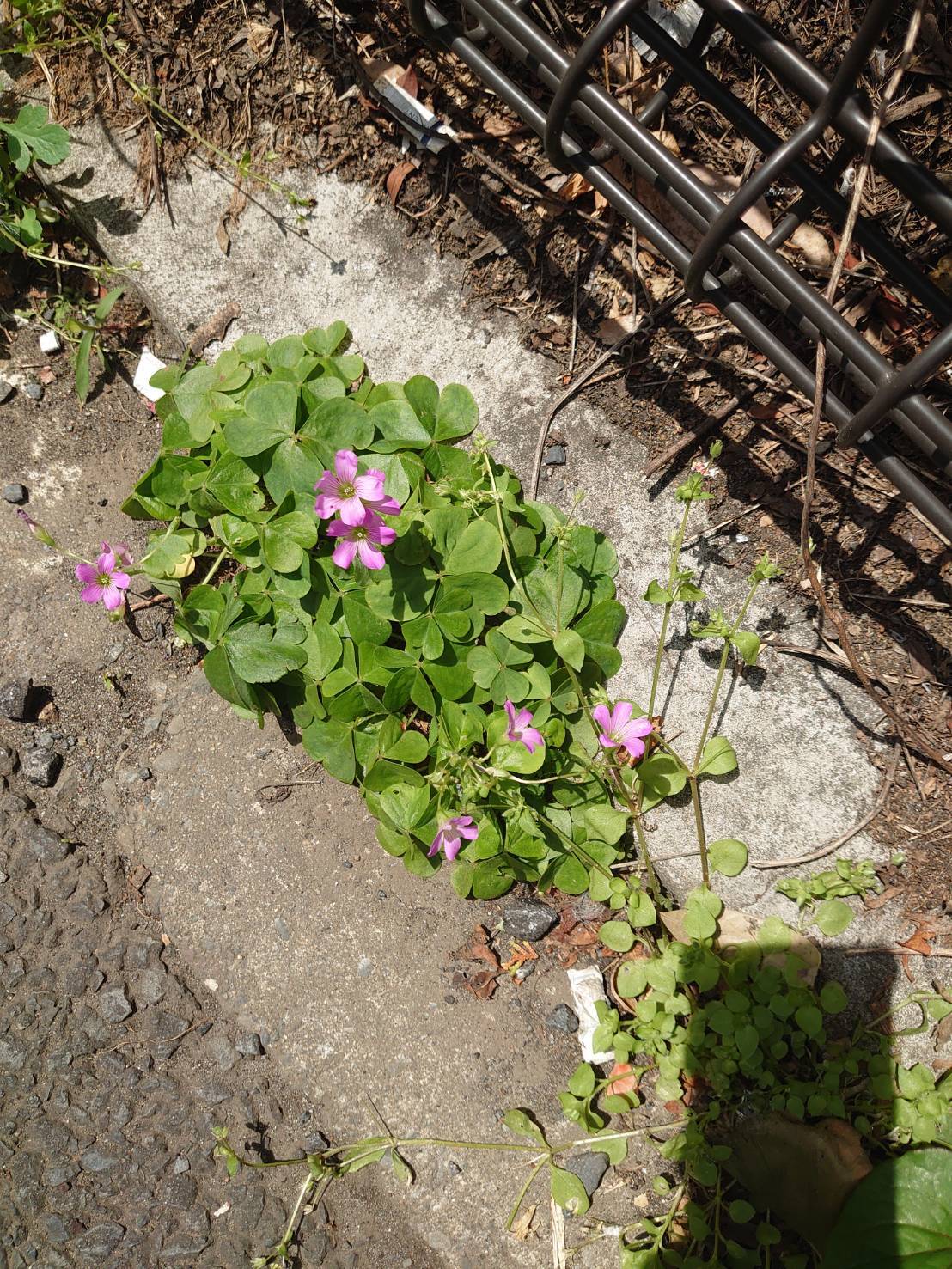 「道端の花」_a0075684_09045179.jpg