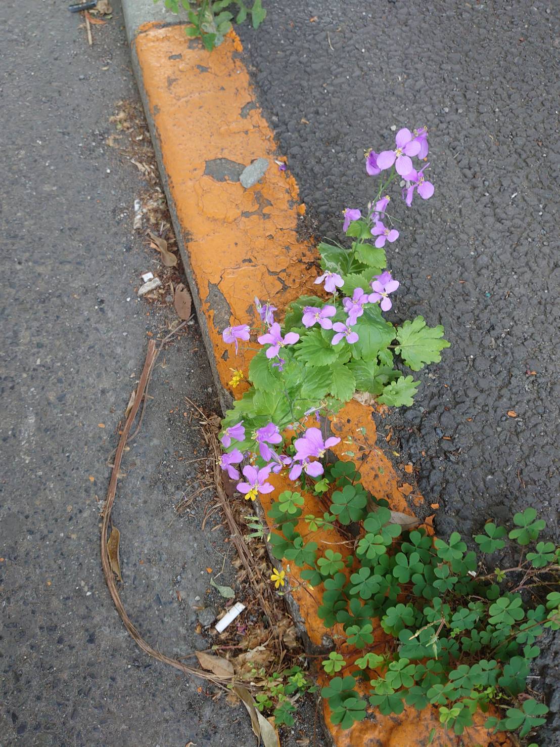 「道端の花」_a0075684_09045182.jpg