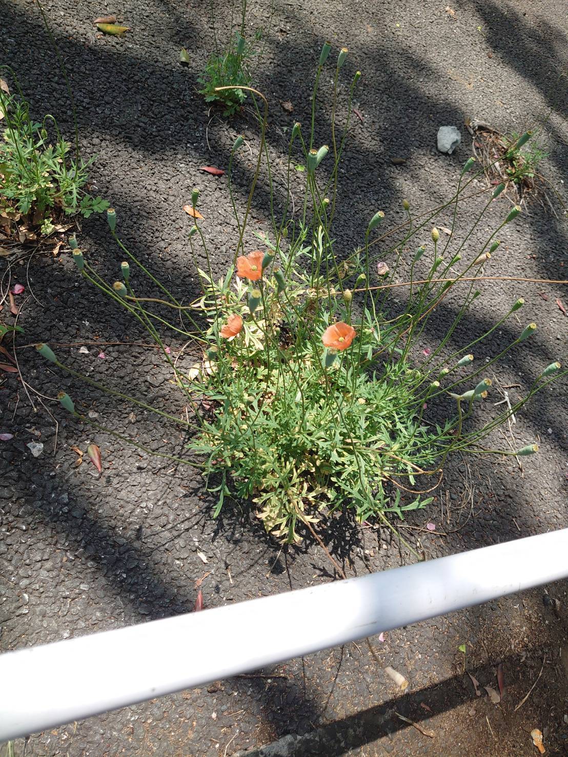 「道端の花」_a0075684_09045194.jpg
