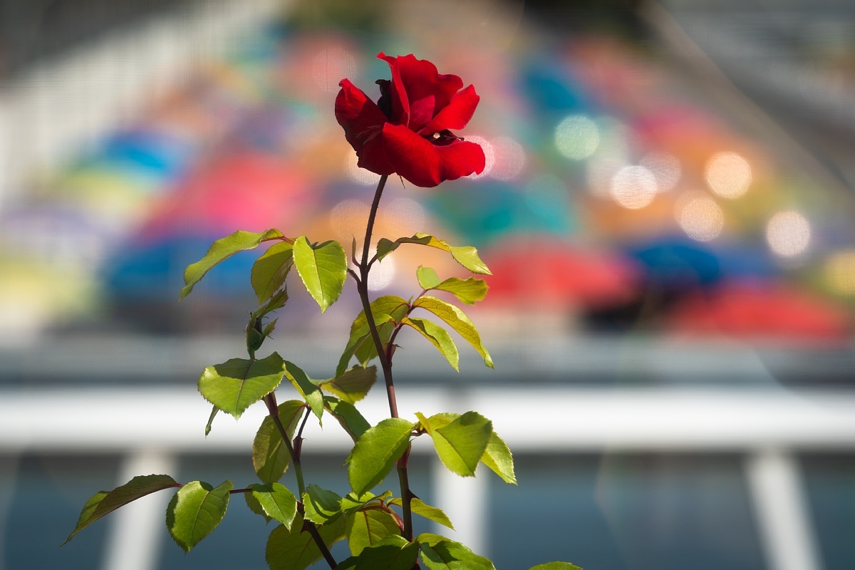 梅雨の晴間の傘の花_d0353489_17323764.jpg