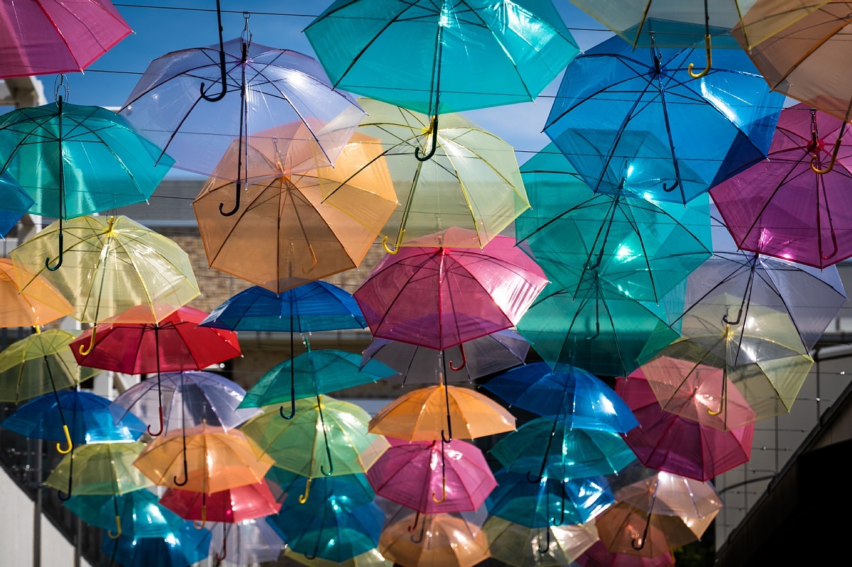 梅雨の晴間の傘の花_d0353489_17332821.jpg