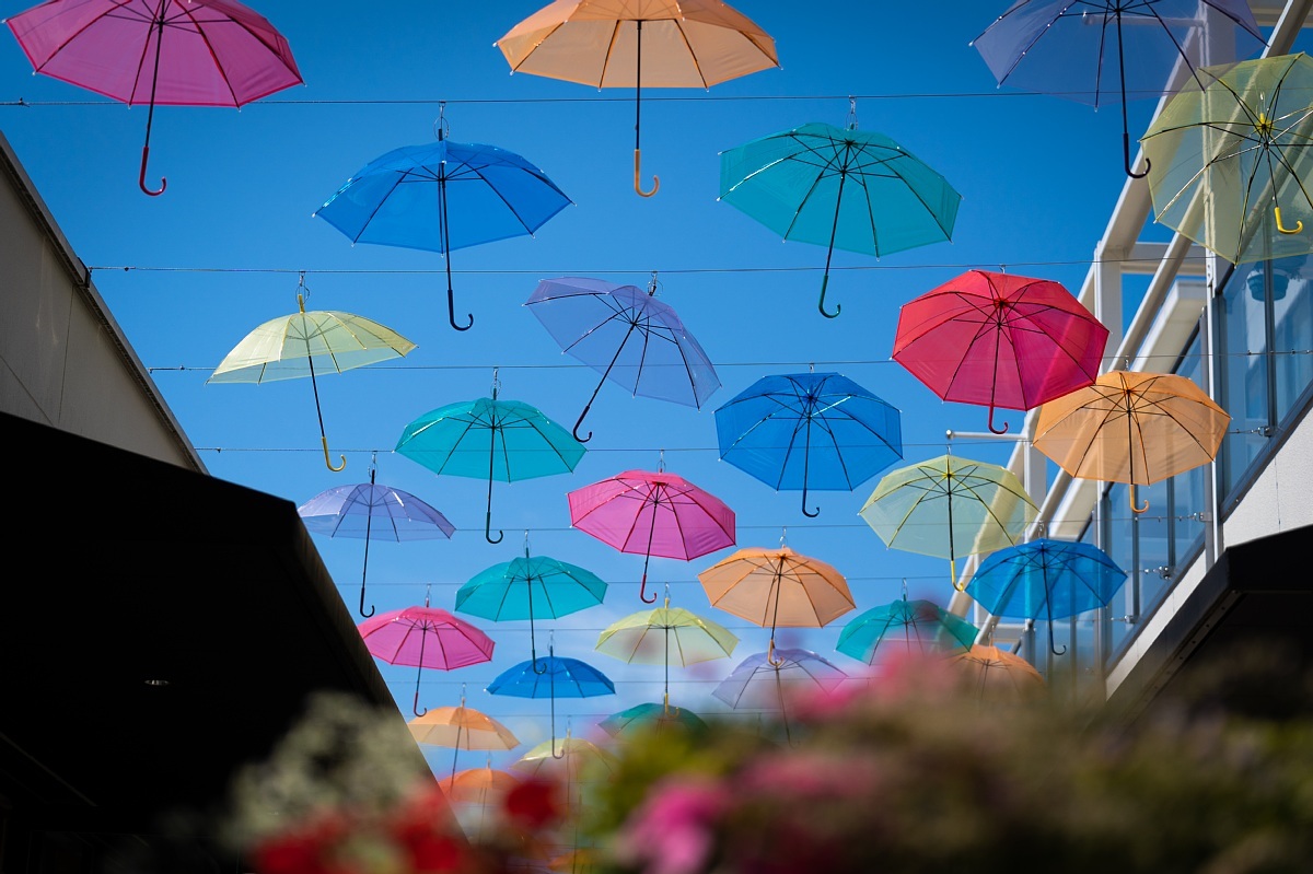 梅雨の晴間の傘の花_d0353489_17334909.jpg