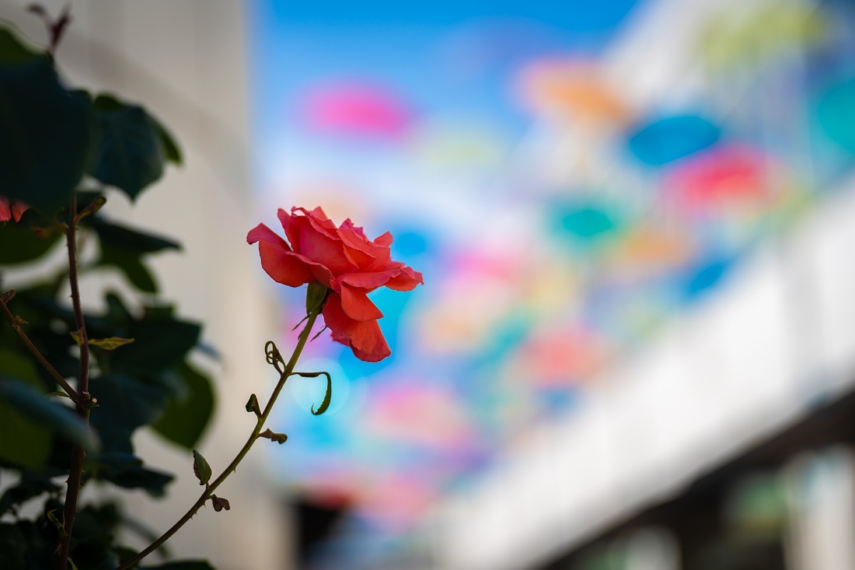 梅雨の晴間の傘の花_d0353489_17352323.jpg