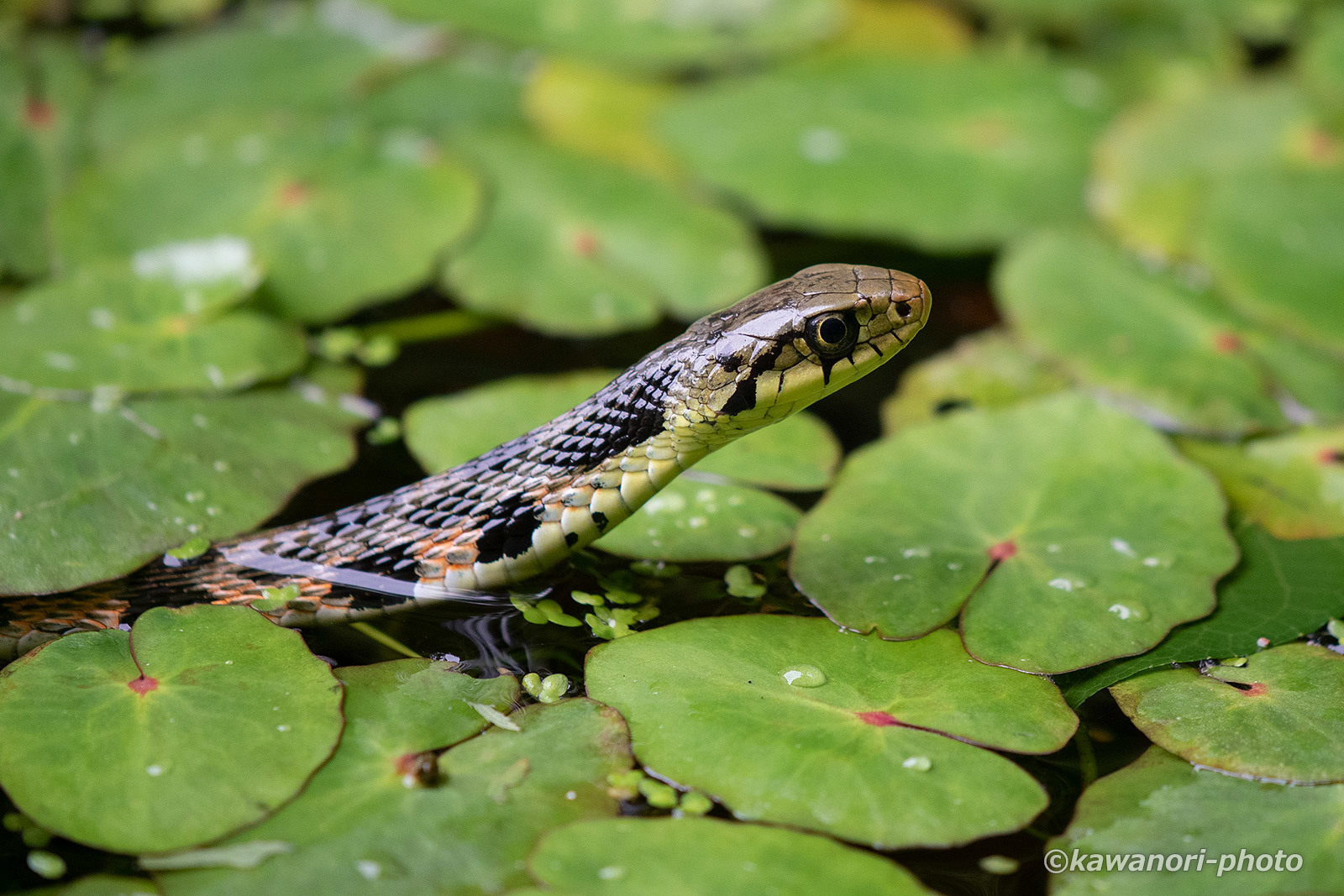 山楝蛇【水上のヤマカガシ】_d0146295_19214711.jpg