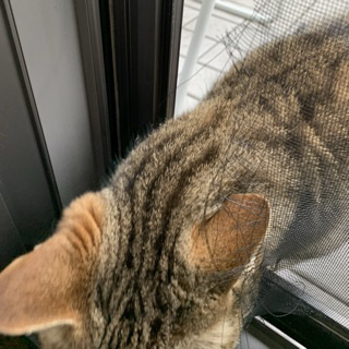 ジャンパースカート3_e0358096_18494746.jpeg