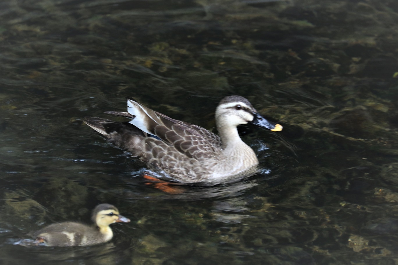 30個入 016点セット 姫路流通センターすぐにあったかぬくぬく当番 新ぬくぬく当番 ホッカイロ 虫よけ 貼らないミニ 健康グッズ 洗剤 送料込 まとめ買い 016