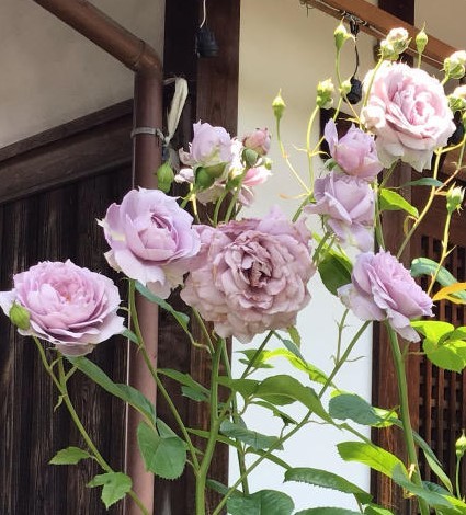 枝が真っすぐで切りバラのようなバラの剪定（ノヴァーリス） : バラ