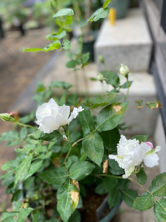 未だ梅雨ではないのにね。_f0067514_08331889.jpg