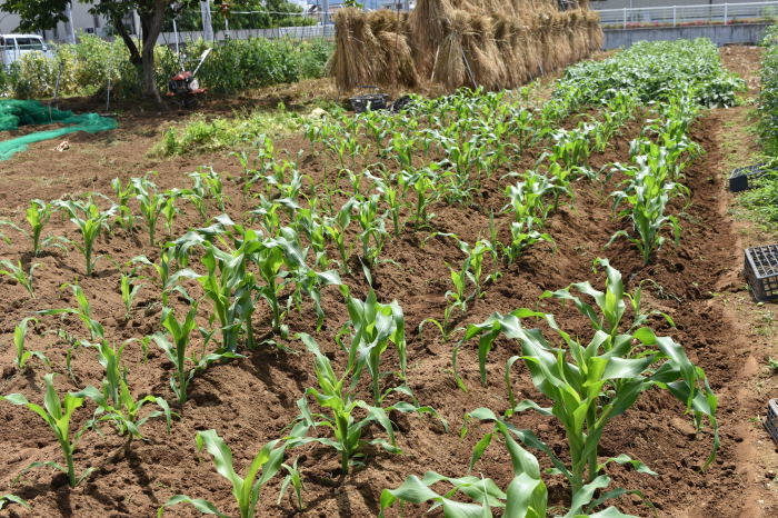 とうもろこしの土寄せは必須です 甲府の野菜畑 とうもろこしの土寄せは必須です 甲府の野菜畑