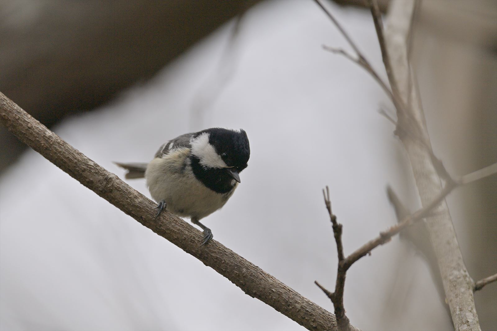 ヒガラ ダーウィンが来た 鳥語講座 やぁやぁ