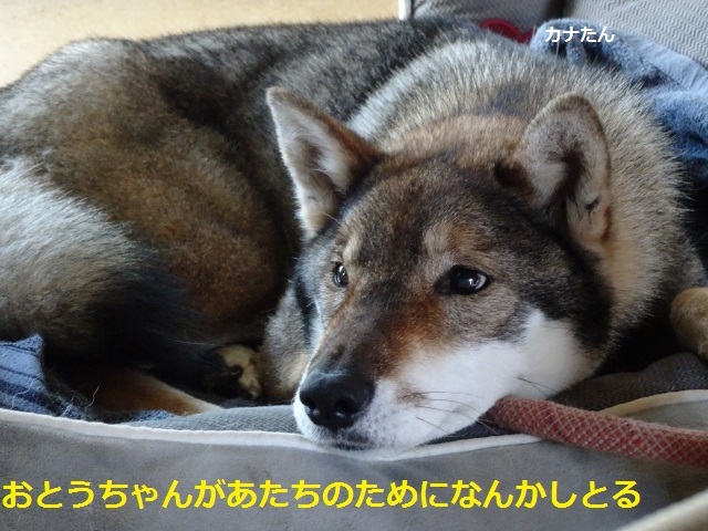 カナ姫の食い意地日記 四国犬 テツカナ今日この頃 翔ちゃんもいるよ カナ姫の食い意地日記 四国犬 テツカナ今日この頃 翔ちゃんもいるよ