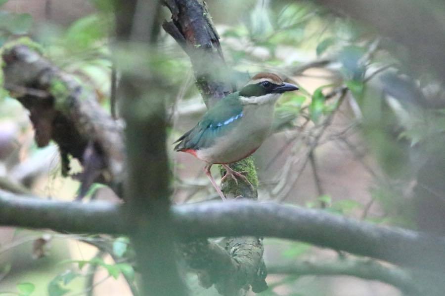 帰って来たヤイロチョウ 四十雀の欣幸 野鳥写真日記