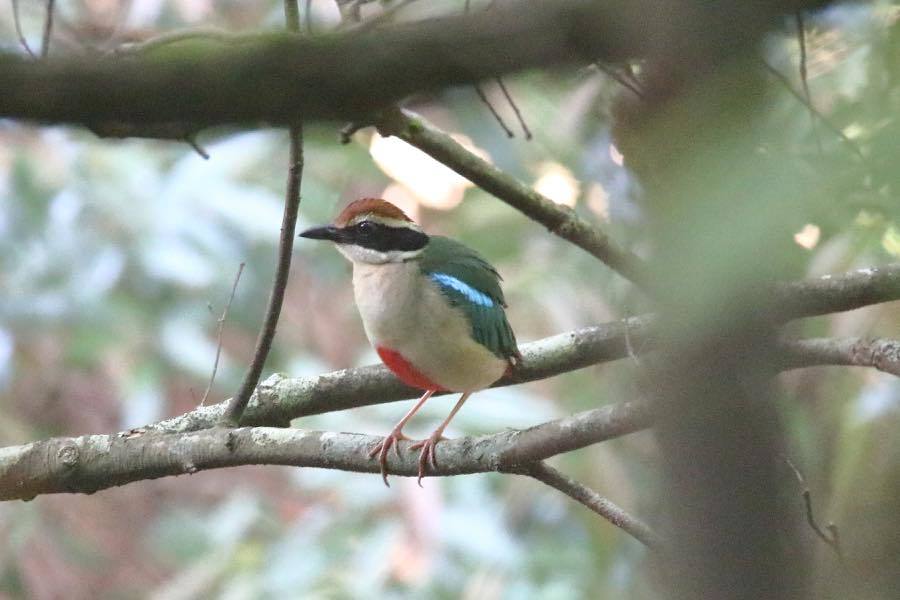帰って来たヤイロチョウ 四十雀の欣幸 野鳥写真日記