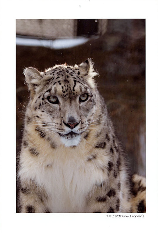 原画　ユキヒョウ #88 POSTCARD ユキヒョウ 5枚セット | Atelier NATURE TALK