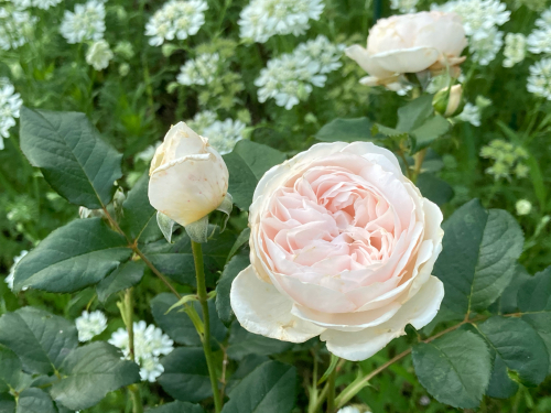 イングリッシュローズ ローズマリー お花とハーブのアトリエ Muguette イングリッシュローズ ローズマリー お花とハーブのアトリエ Muguette