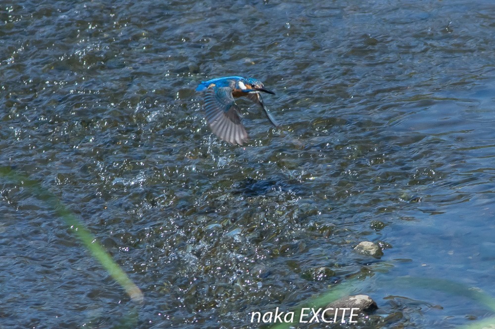 キジ雛にビックリ　（2021/05/25　晴れ）_f0281533_13243406.jpg