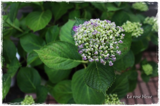 紫色の紫陽花がもうすぐ La Rose 薔薇の庭