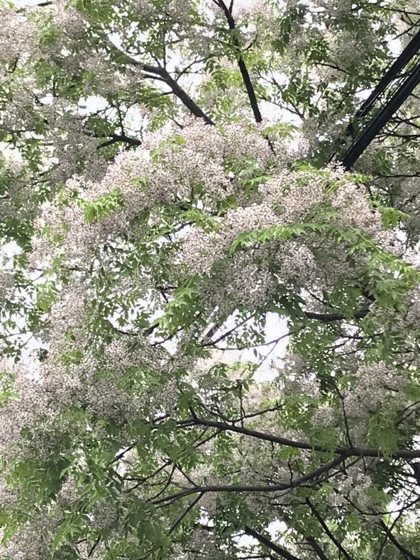 梅雨の晴れ間_a0399157_12464019.jpeg