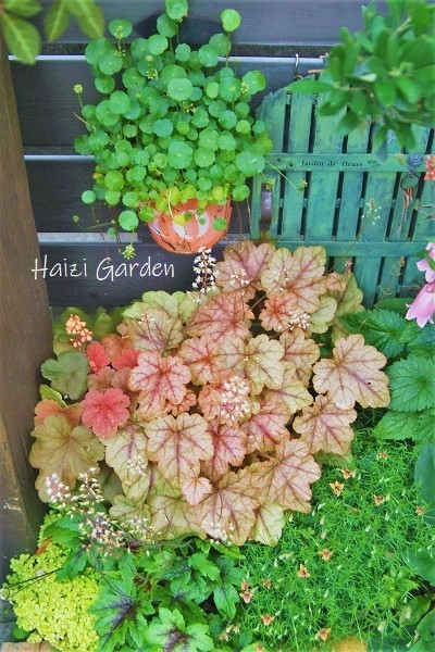 半日陰花壇エトセトラ ハイジの玄関先ガーデン エピソード2 半日陰花壇エトセトラ ハイジの玄関先ガーデン エピソード2