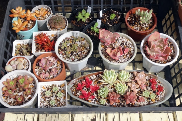 多肉植物の置き場、ピンクスズラン、夏雪草など♪_a0136293_11463800.jpg