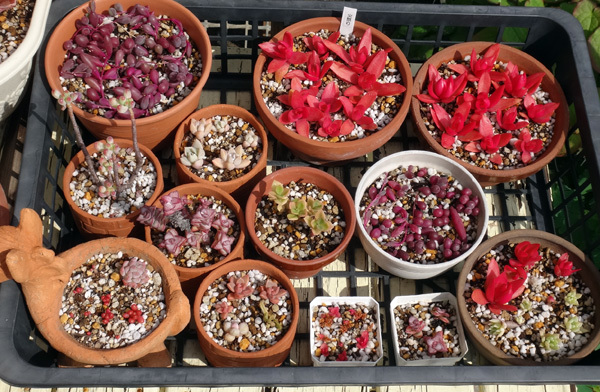 多肉植物の置き場、ピンクスズラン、夏雪草など♪_a0136293_11480507.jpg