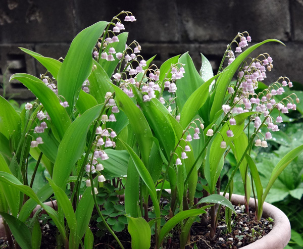 多肉植物の置き場、ピンクスズラン、夏雪草など♪_a0136293_11503719.jpg