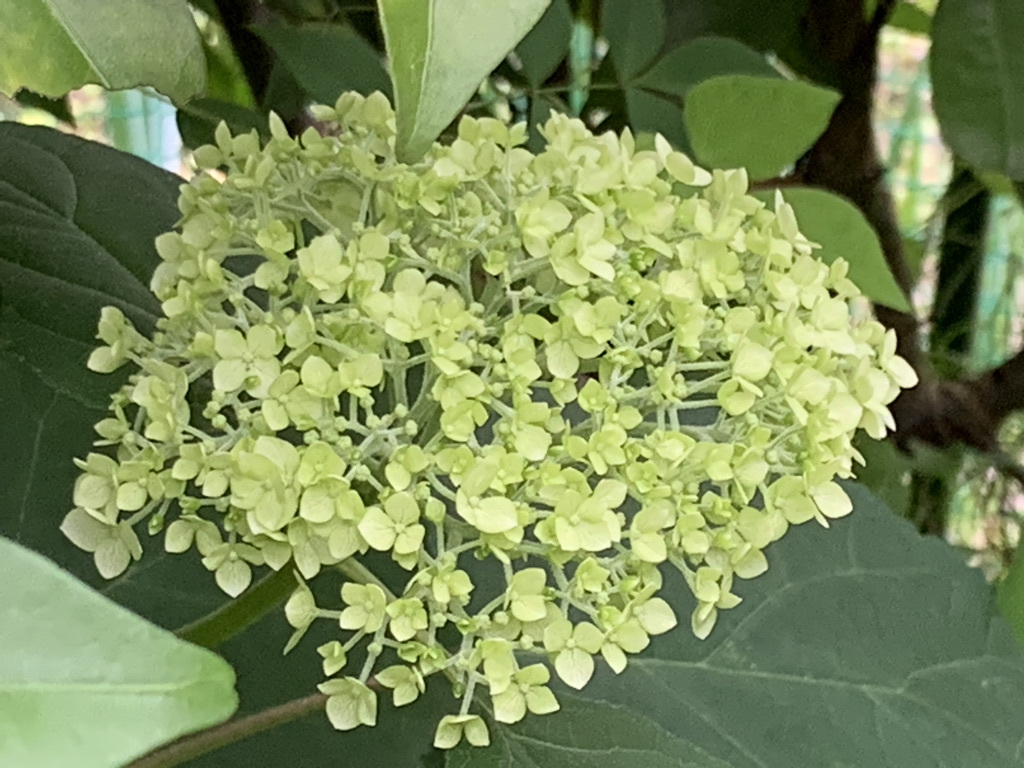 紫陽花の季節ですね♪_b0349795_11134813.jpeg