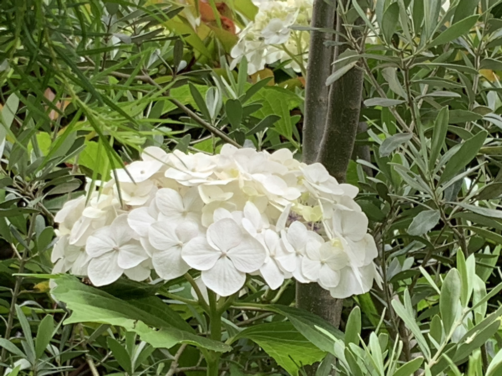 紫陽花の季節ですね♪_b0349795_11134814.jpeg