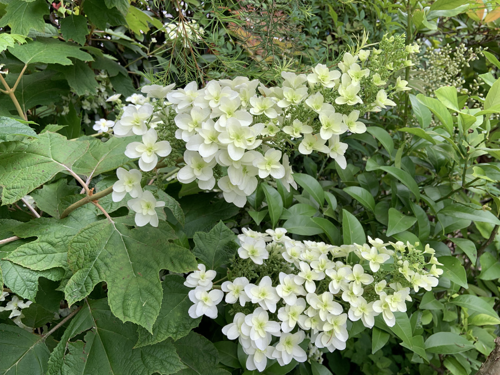 紫陽花の季節ですね♪_b0349795_11134928.jpeg