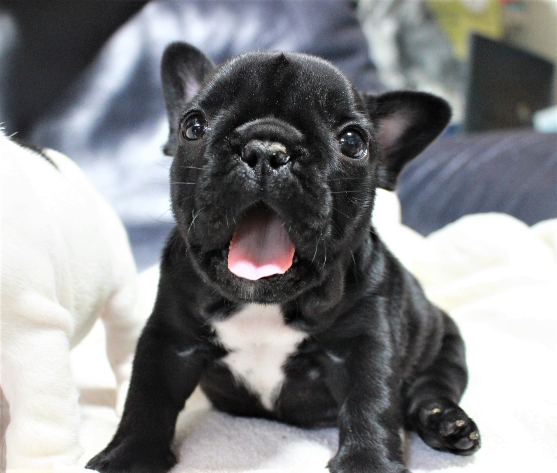 フレンチブルドッグ メチャメチャ可愛い The Royal Family French Bulldog Breeder