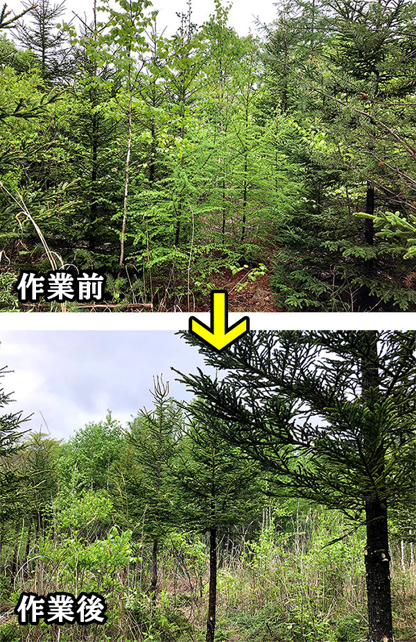 5月23日(日) 北山山林 間伐・材の搬出等_c0173813_09175001.jpg