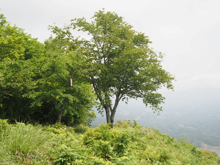 大丸峯登山_c0116915_01182435.jpg
