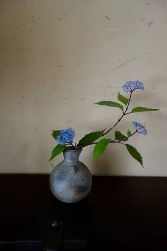 初夏の草花たち_a0197730_23393058.jpg