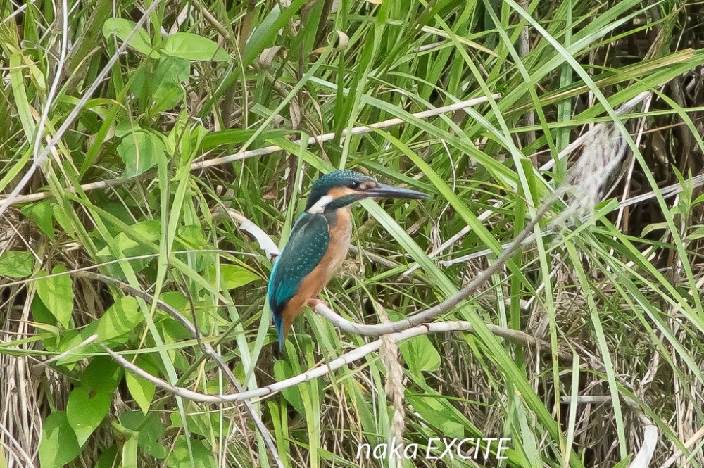 アマサギ　（2021/05/26　晴れ）_f0281533_11383466.jpg