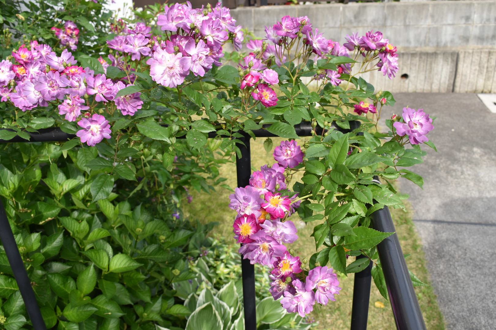 ほぼ日陰でも育つ薔薇 駄文の吹きだまり