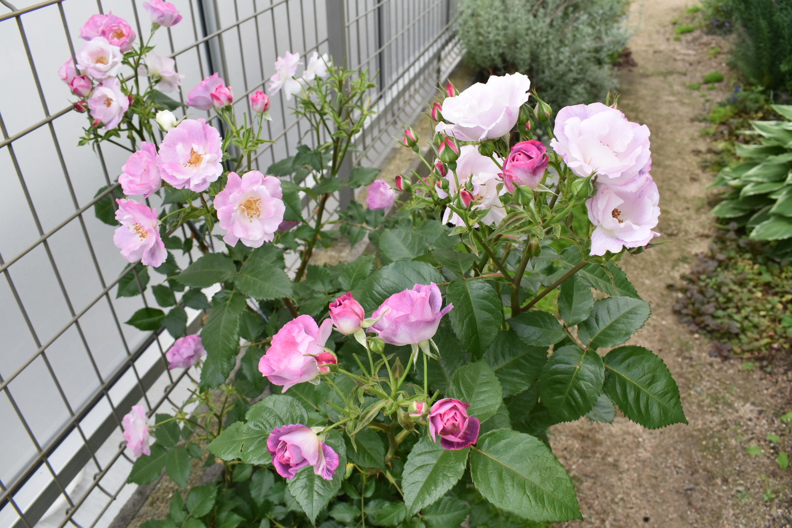 ほぼ日陰でも育つ薔薇 駄文の吹きだまり