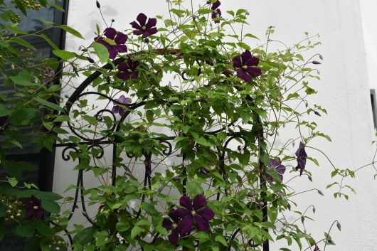 ほぼ日陰でも育つ薔薇 駄文の吹きだまり