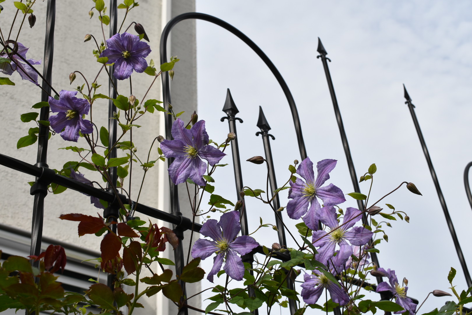 ほぼ日陰でも育つ薔薇 駄文の吹きだまり