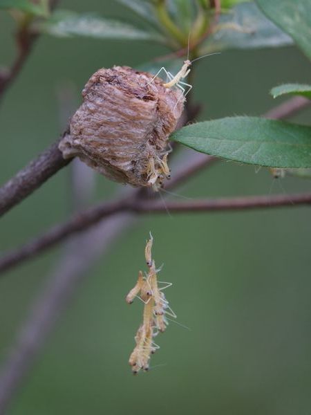 カマキリの孵化 いつもココロに マーク カマキリの孵化 いつもココロに マーク