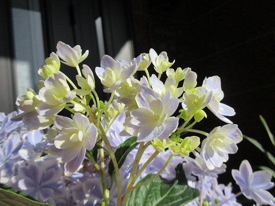 アジサイ 万華鏡 の んびり