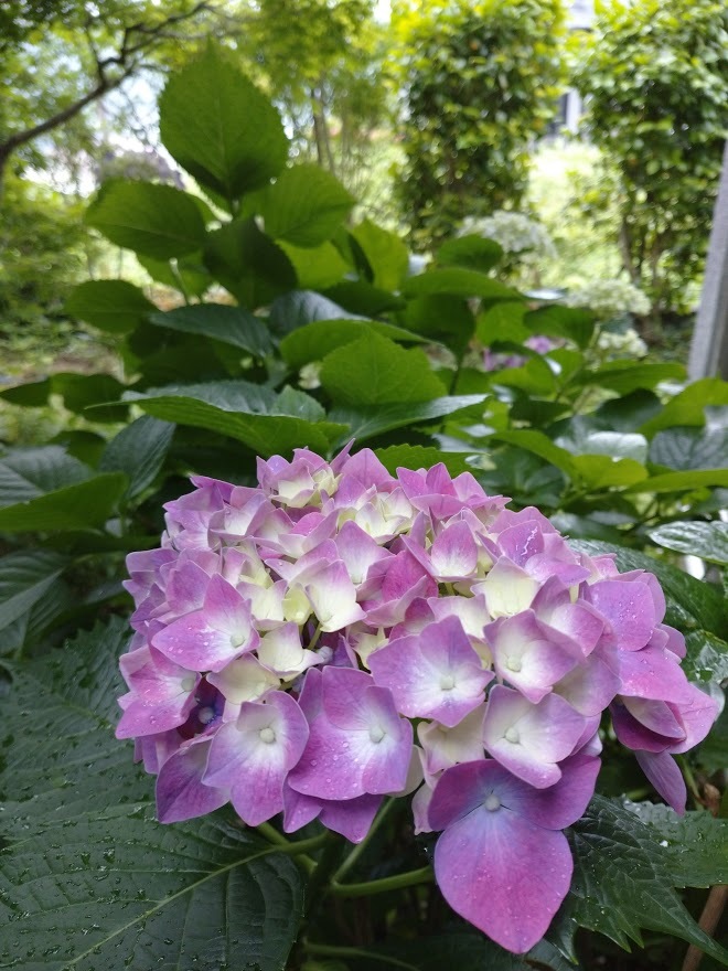 紫陽花_f0197985_17132732.jpg