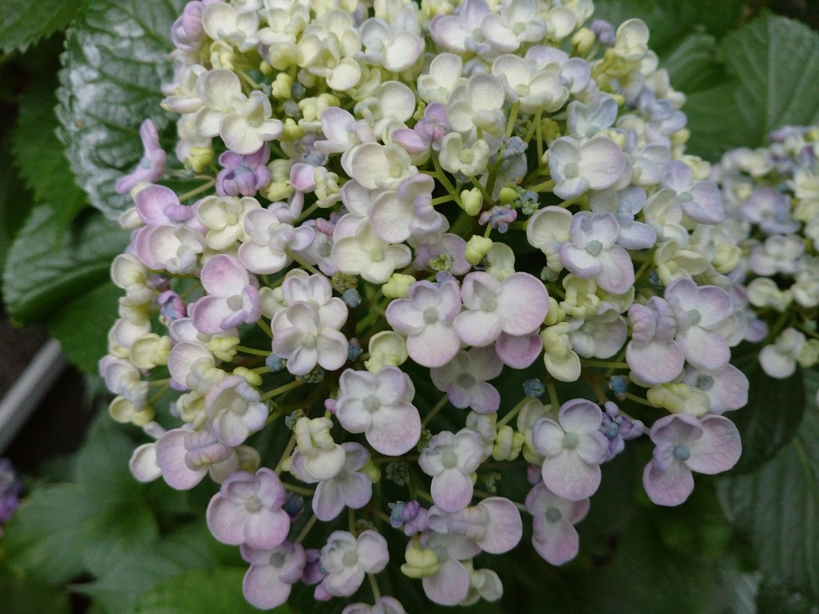 紫陽花_f0197985_17133418.jpg