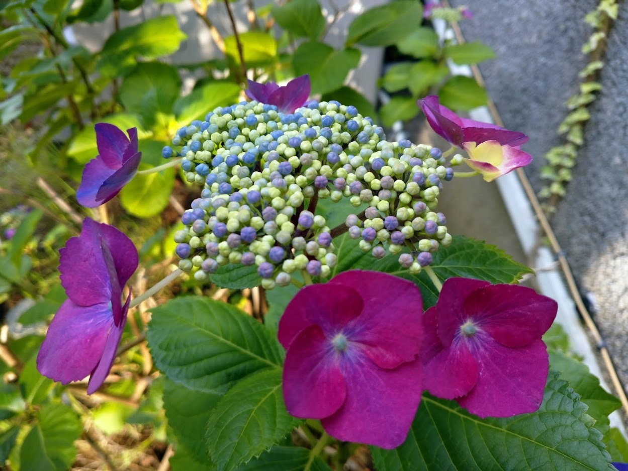 紫陽花_f0197985_17133814.jpg