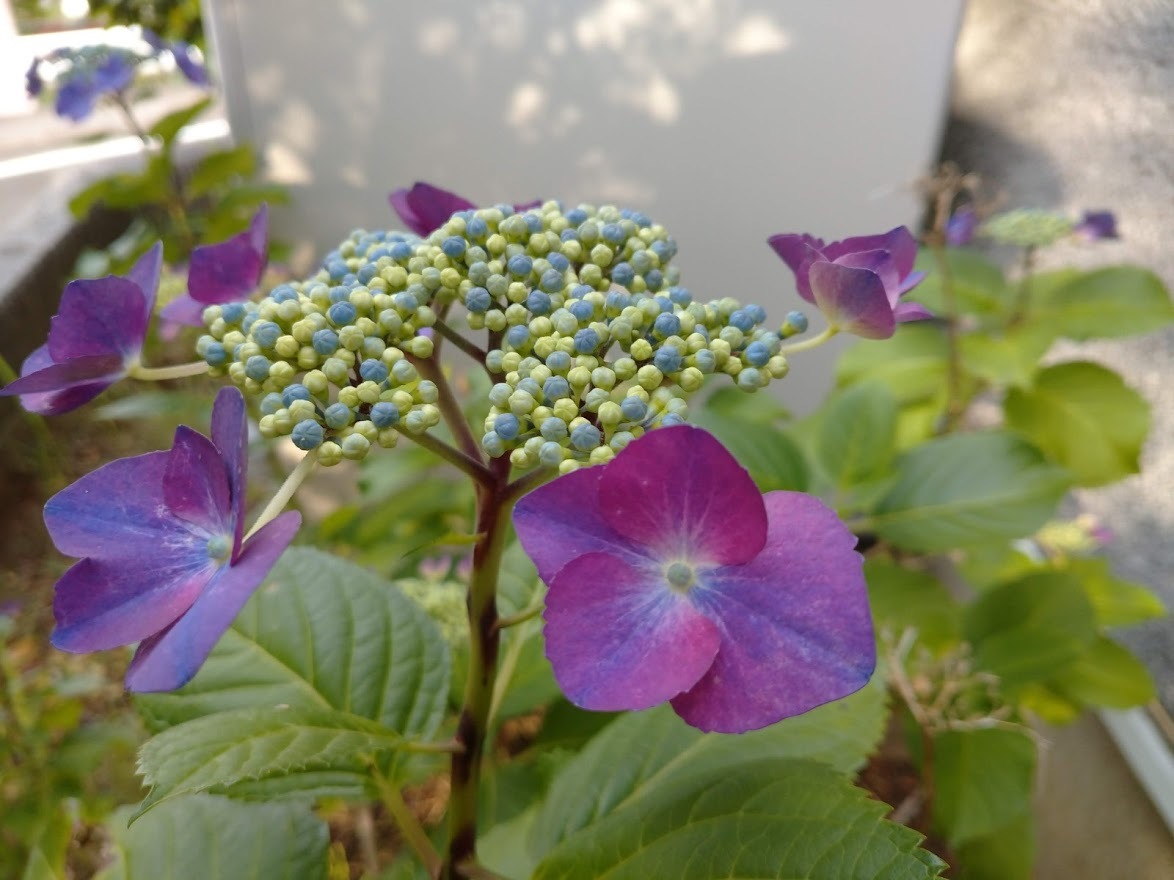 紫陽花_f0197985_17134139.jpg