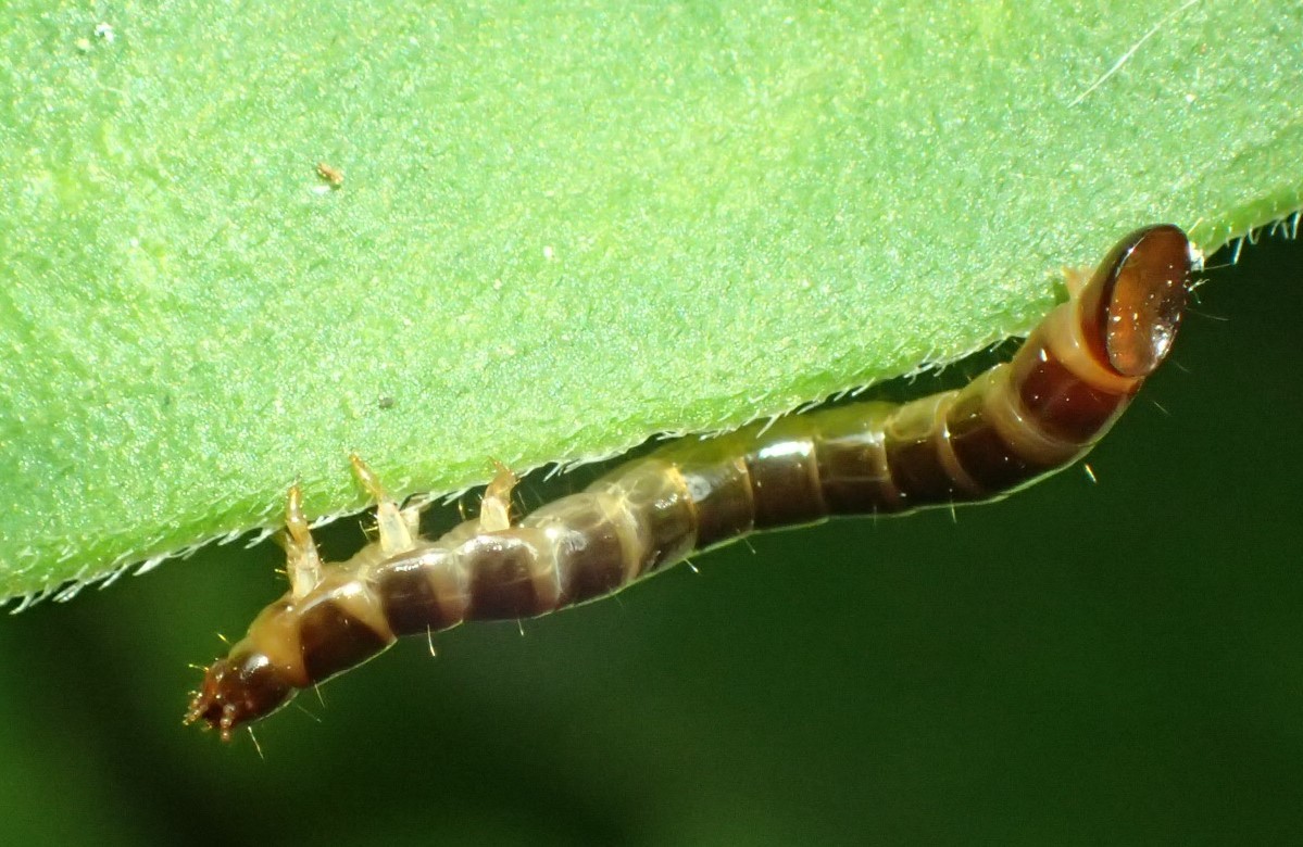 キマワリの幼虫 Plesiophthalmus Nigrocyaneus 写ればおっけー コンデジで虫写真