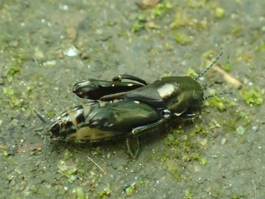 おなかが膨らんでるノミバッタ Xya Japonica 写ればおっけー コンデジで虫写真 おなかが膨らんでるノミバッタ Xya Japonica 写ればおっけー コンデジで虫写真