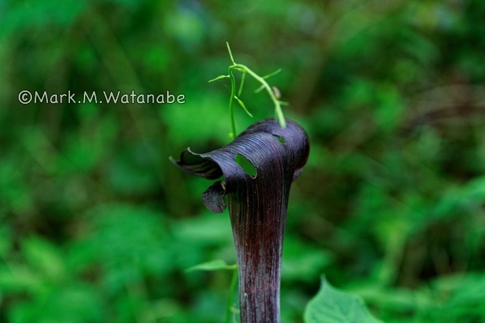 蝮草_e0135098_23135478.jpg