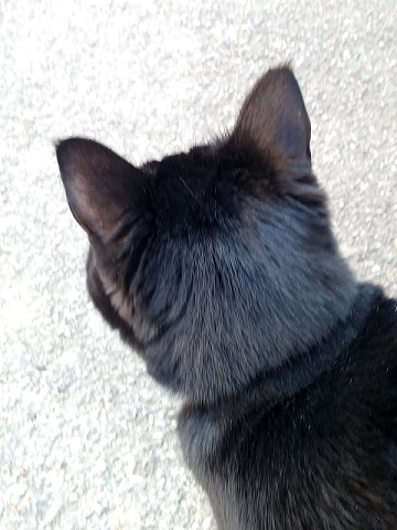 頭を撫でなさい （Gatto）　_d0006400_01302469.jpg