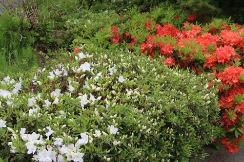 蔵王国際ホテル周辺の新緑、八重桜、躑躅＆紫陽花の代わりに紫陽花橋を撮影　２０２１．５．２７朝_c0075701_17291532.jpg